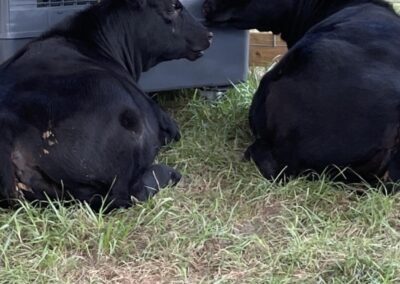 Two belted black cows resting by a fan.