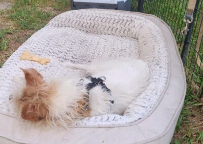 Dog lying in bed near a fan outside.