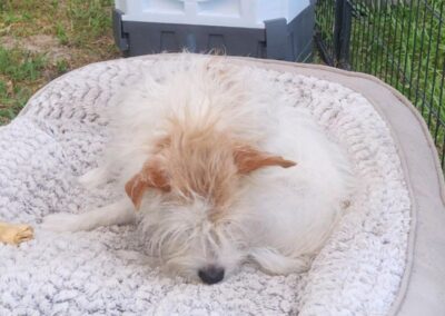 Dog resting on bed near fan