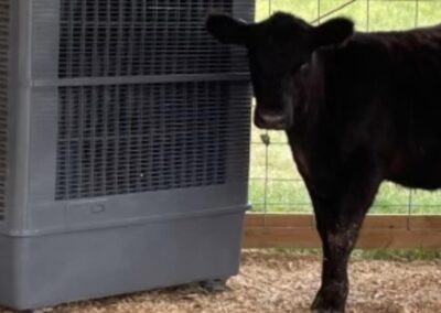 Cow standing beside large outdoor cooler