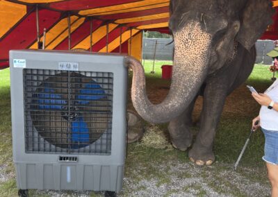 Elephant under tent near large fan