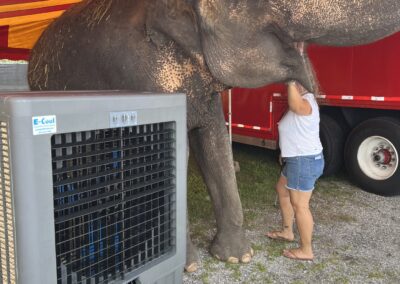 Elephant in circus tent near cooling unit